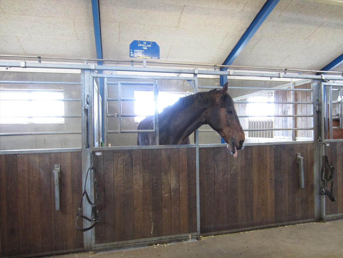 Gardehusarregimentet  - Apollon :D Fotograf Sabina Østlund billede 8