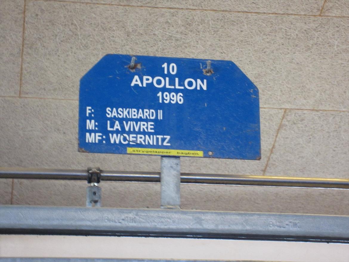 Gardehusarregimentet  - Apollon - Min hest er da lidt berømt - Fotograf Sabina Østlund  billede 9