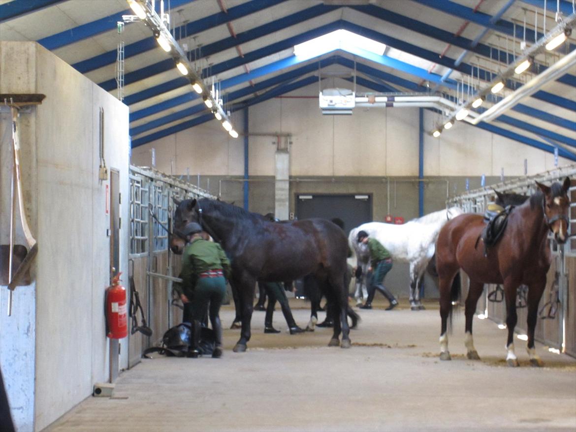 Gardehusarregimentet  - Så fik de fordelt deres heste, og så er der fuld gas på op-sadlingen. Der er bare styr på Tingene og sadlerne osv. :D - Fotograf Sabina Østlund billede 10