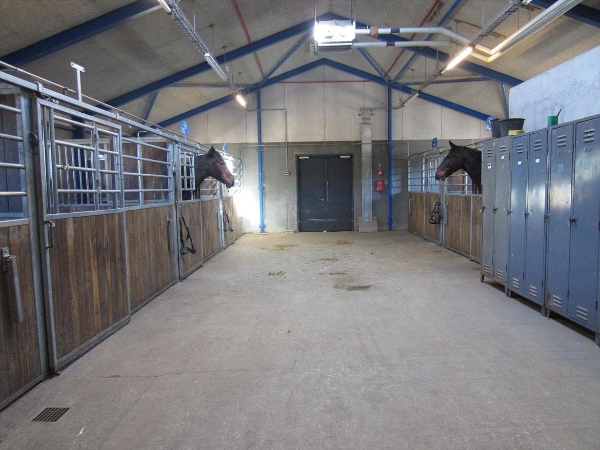 Gardehusarregimentet  - Sådan ser en stald ud efter en op-sadling - Fotograf Sabina Østlund  billede 13