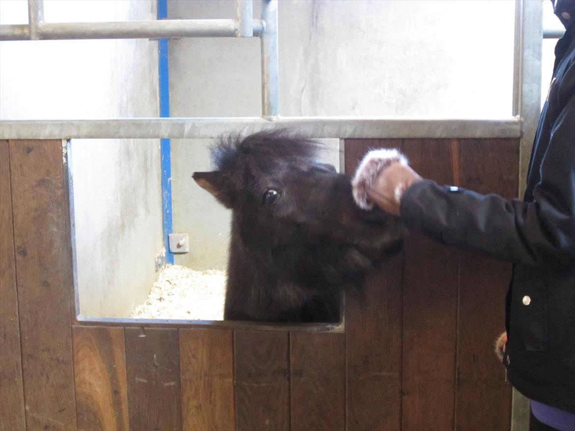 Gardehusarregimentet  - Deres trofaste pony i stalden "Aremis" - Fotograf Sabina Østlund billede 14