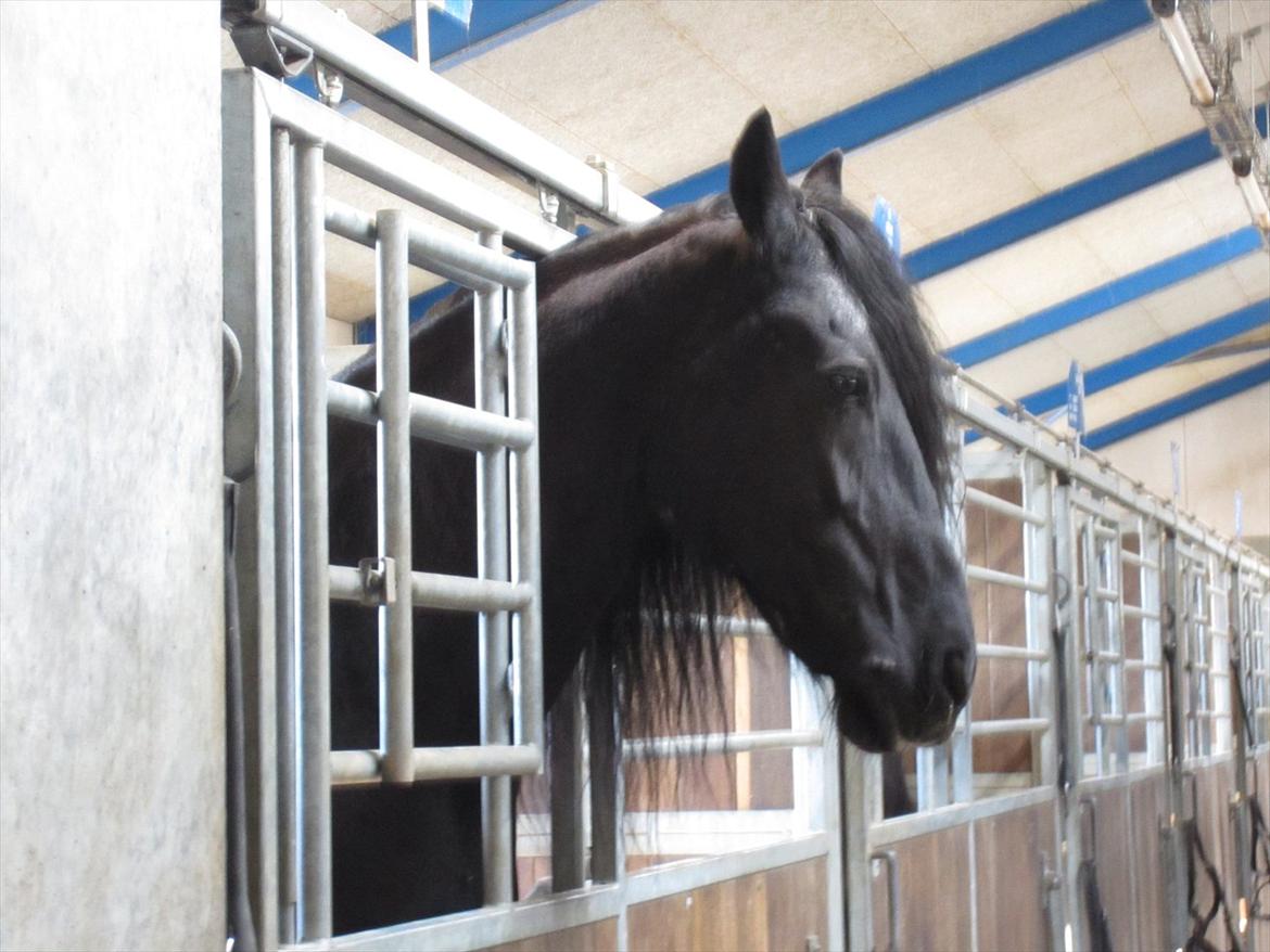 Gardehusarregimentet  - Den kære *Trommehest* Meindert T  - Fotograf Sabina Østlund billede 15