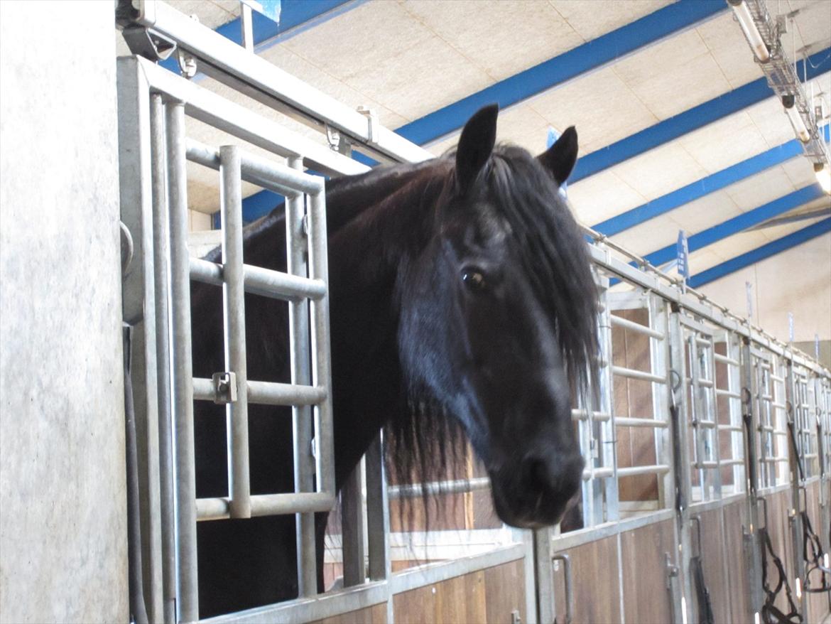 Gardehusarregimentet  - Den kære *Trommehest* Meindert T  - Fotograf Sabina Østlund billede 16