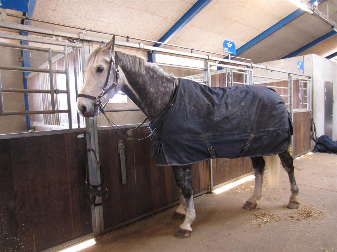 Gardehusarregimentet  - Der er en tradition at der skal være en hest i stalden stalden der skal hede *Laura*
Historien om Laura er at der var en Prinsesses barn der døde i en bil ulykke som hed Laura navet har været i "omløb" siden datterens død har der været en hest ved navn Laura 
Fotograf Sabina Østlund  billede 17