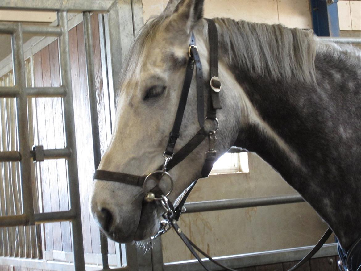 Gardehusarregimentet  - Her står Laura og er gjort klar til at komme på marken Fotograf Sabina Østlund  billede 18