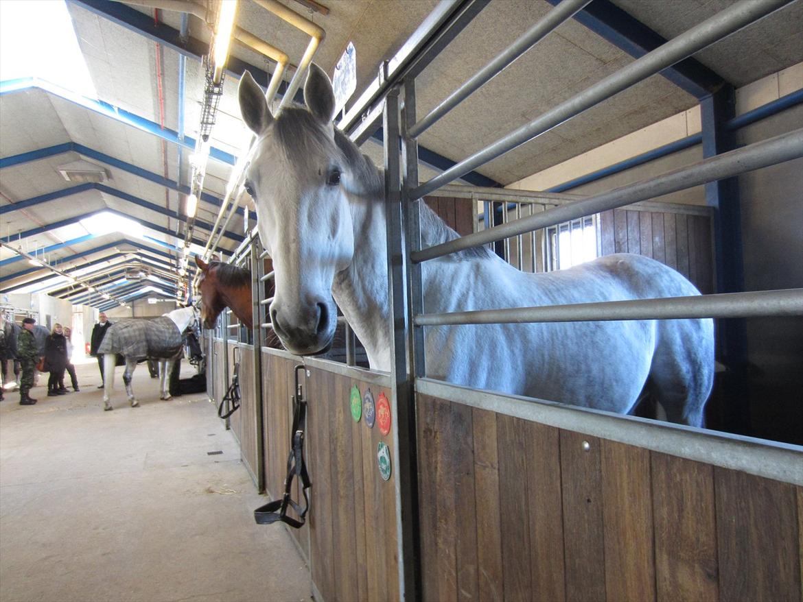 Gardehusarregimentet  - En Skimmel fra skimmel stalden - Fotograf Sabina Østlund  billede 19