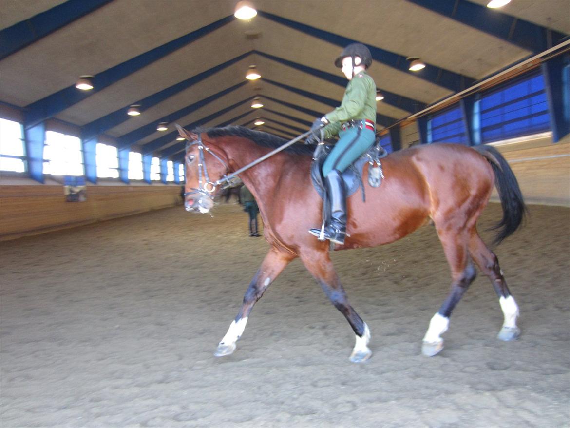 Gardehusarregimentet  - Èn a de mange ryttere i hallen, Fotograf Sabina Østlund billede 24