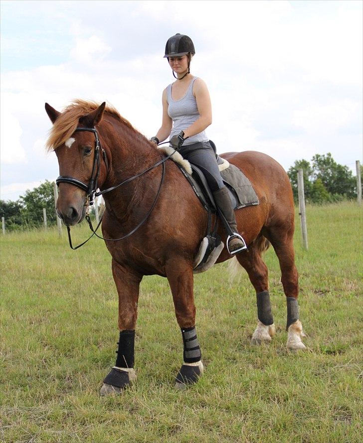 Anti-tunge koldblodsheste:D billede 2