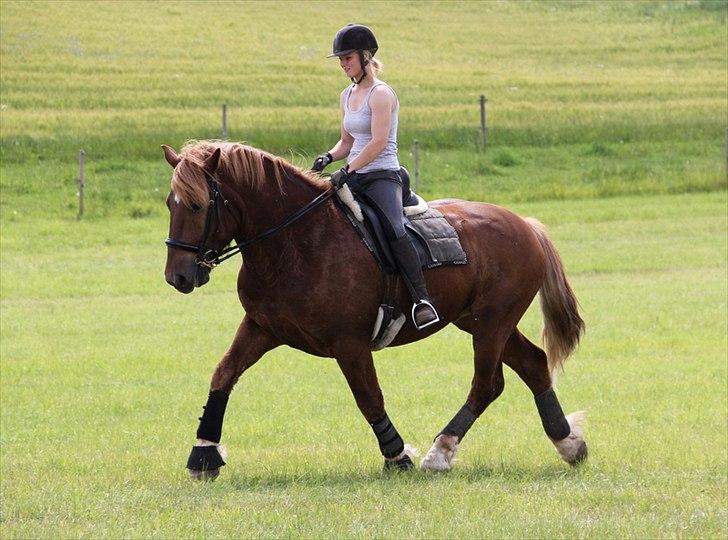 Anti-tunge koldblodsheste:D billede 4