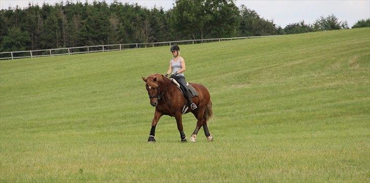 Anti-tunge koldblodsheste:D billede 5