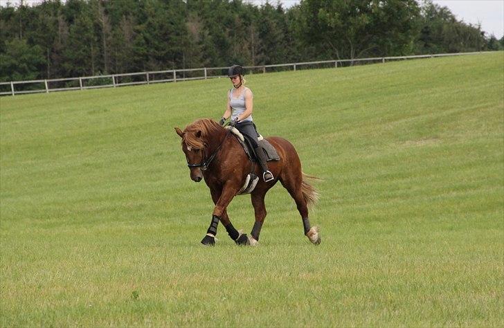 Anti-tunge koldblodsheste:D billede 6