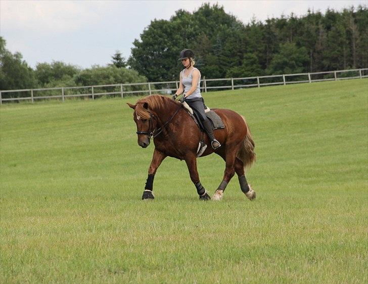 Anti-tunge koldblodsheste:D billede 7