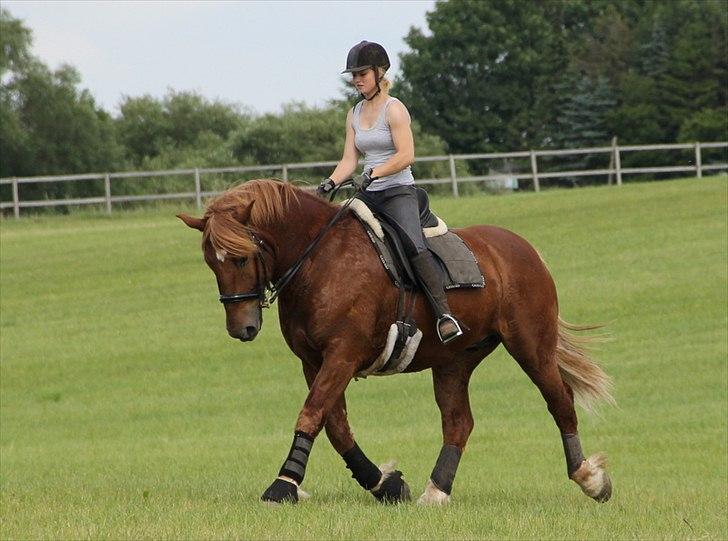 Anti-tunge koldblodsheste:D billede 8