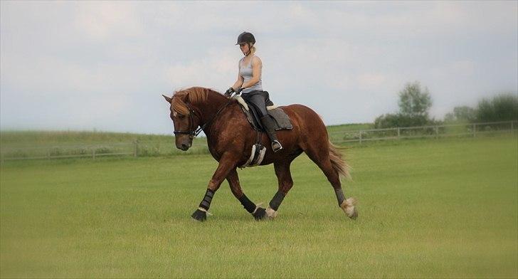 Anti-tunge koldblodsheste:D billede 9