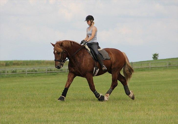 Anti-tunge koldblodsheste:D billede 10