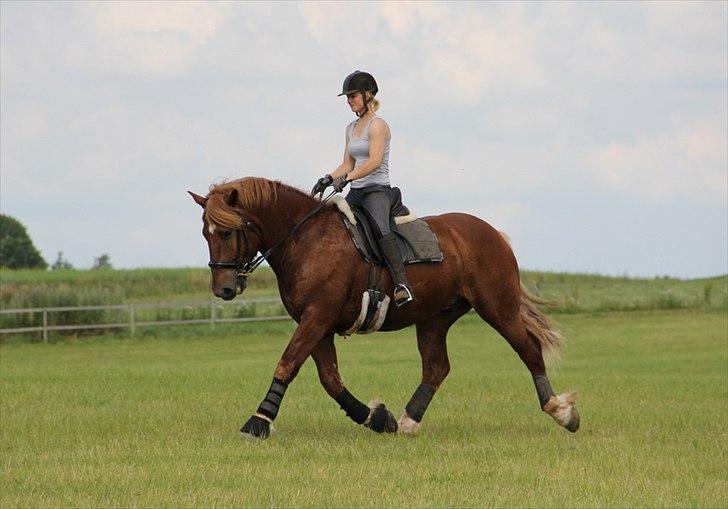 Anti-tunge koldblodsheste:D billede 11