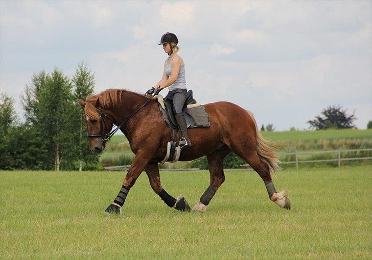 Anti-tunge koldblodsheste:D billede 12