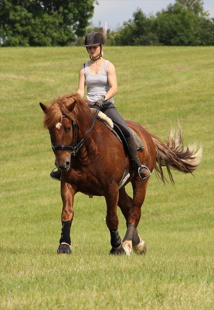 Anti-tunge koldblodsheste:D billede 14