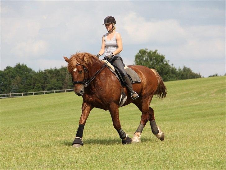 Anti-tunge koldblodsheste:D billede 15