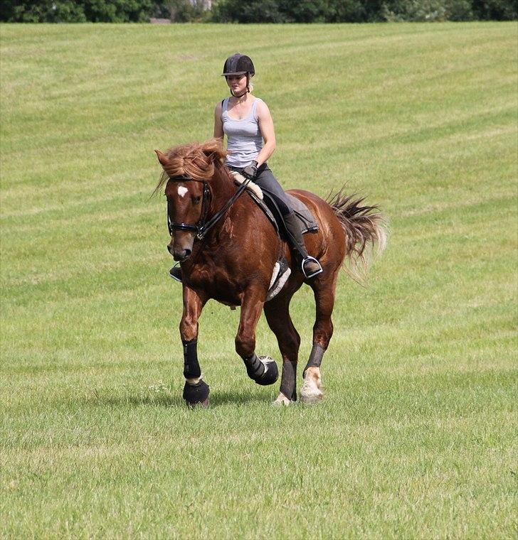 Anti-tunge koldblodsheste:D billede 16