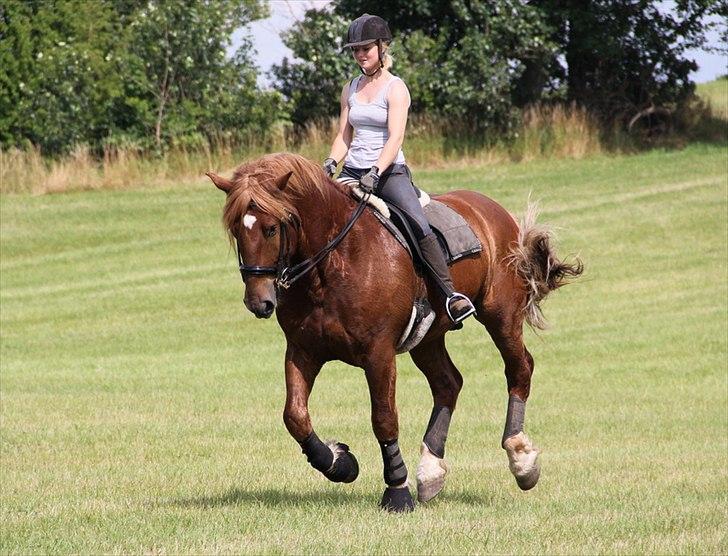 Anti-tunge koldblodsheste:D billede 17