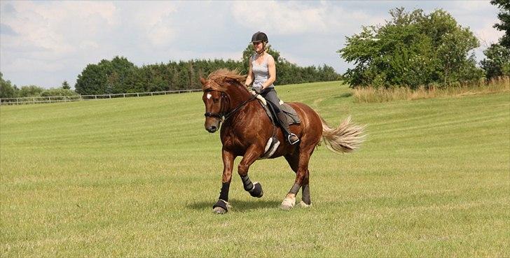 Anti-tunge koldblodsheste:D billede 18