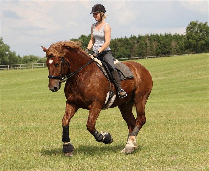 Anti-tunge koldblodsheste:D billede 19