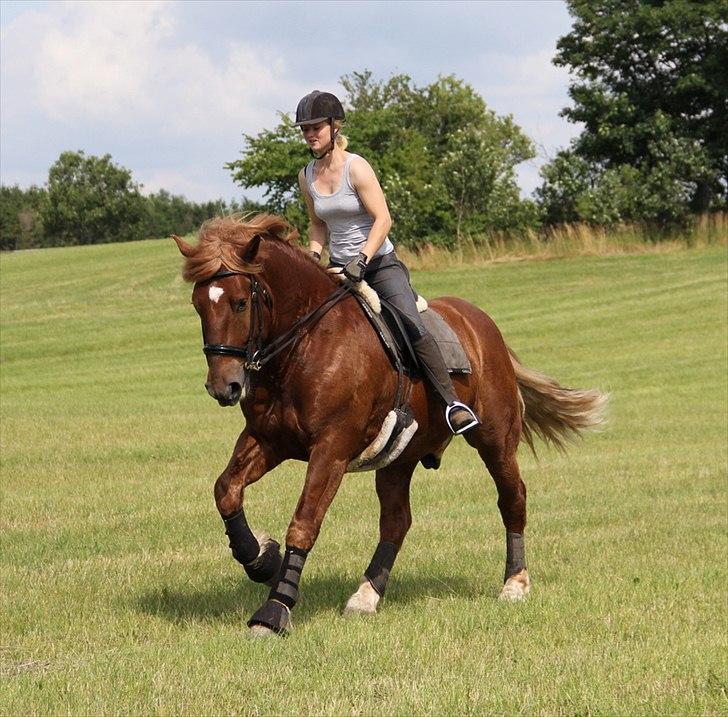 Anti-tunge koldblodsheste:D billede 20