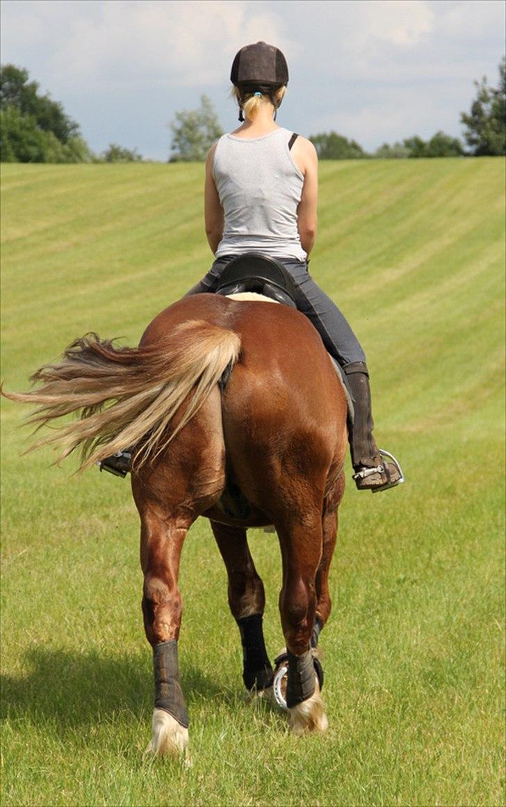 Anti-tunge koldblodsheste:D billede 21