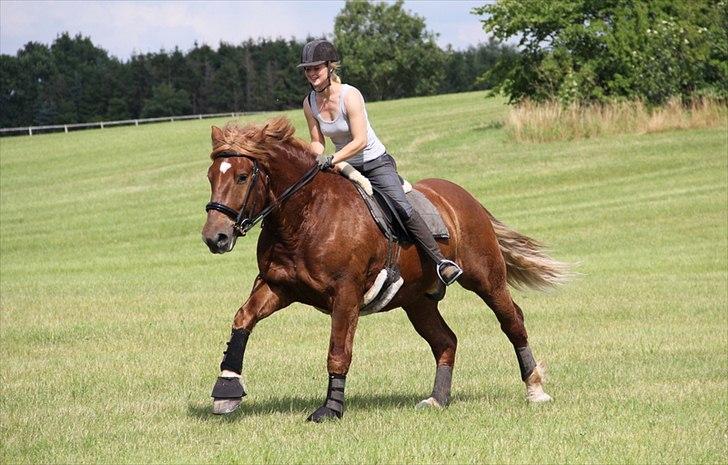 Anti-tunge koldblodsheste:D billede 22