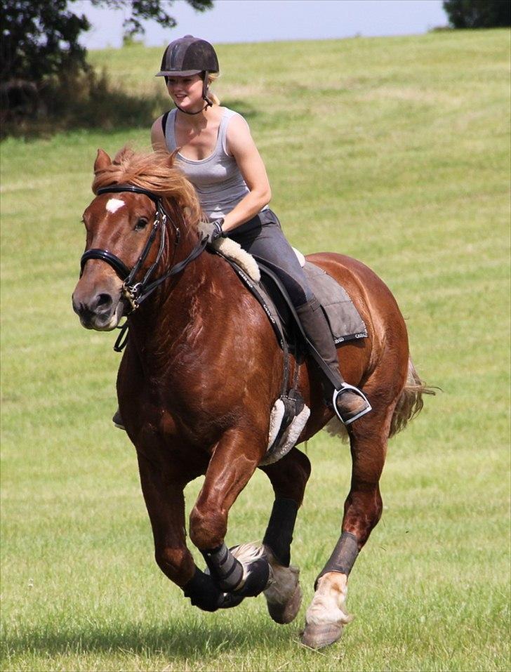 Anti-tunge koldblodsheste:D billede 23