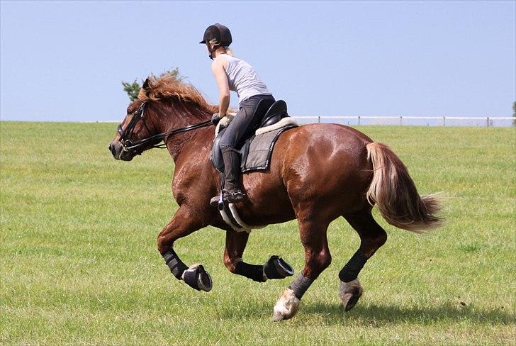 Anti-tunge koldblodsheste:D billede 24