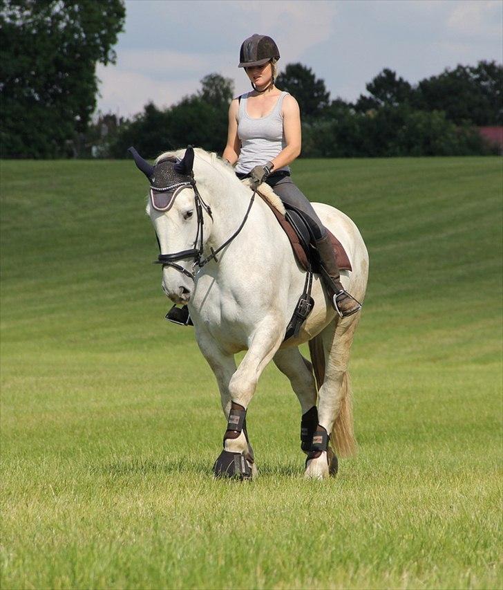 Anti-tunge koldblodsheste:D billede 26