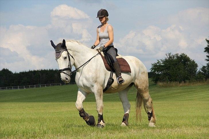 Anti-tunge koldblodsheste:D billede 27