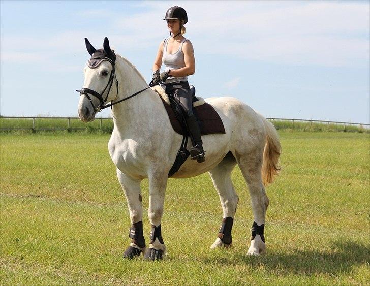 Anti-tunge koldblodsheste:D billede 28