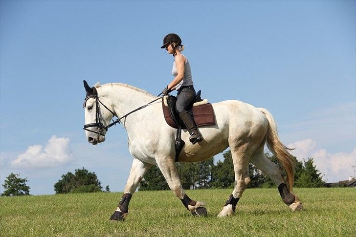 Anti-tunge koldblodsheste:D billede 29