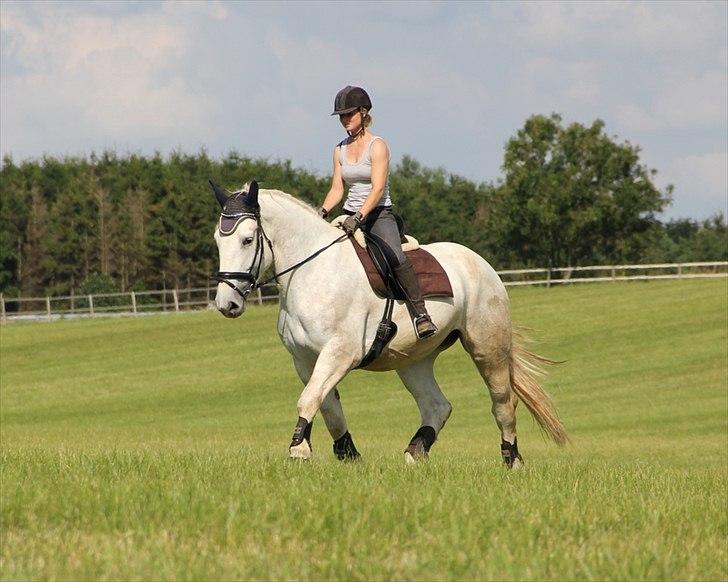 Anti-tunge koldblodsheste:D billede 30