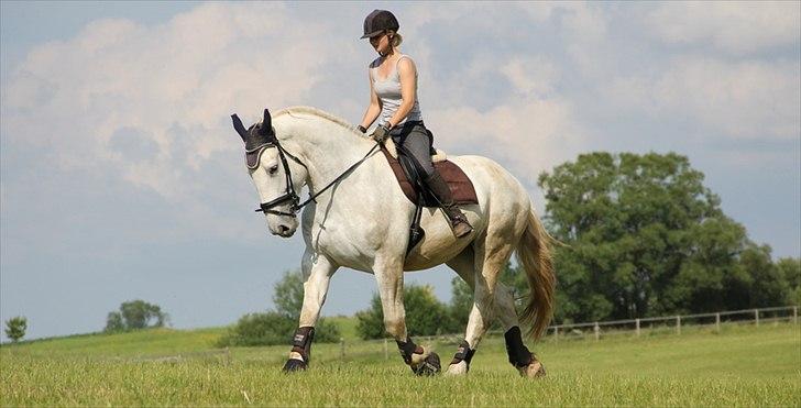 Anti-tunge koldblodsheste:D billede 31