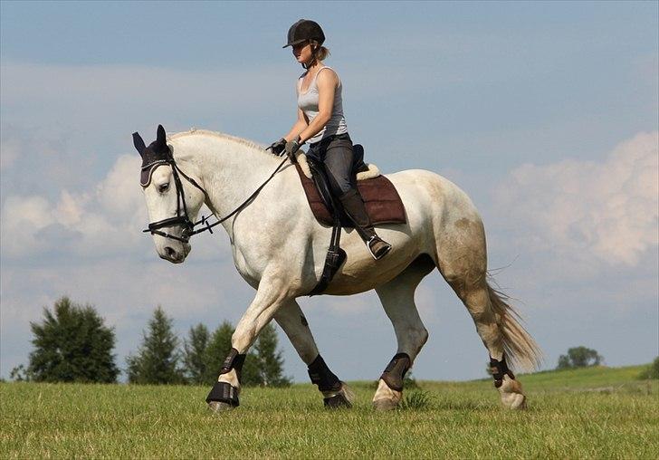 Anti-tunge koldblodsheste:D billede 32