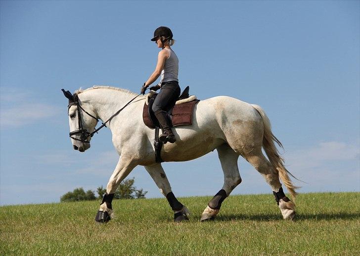 Anti-tunge koldblodsheste:D billede 33