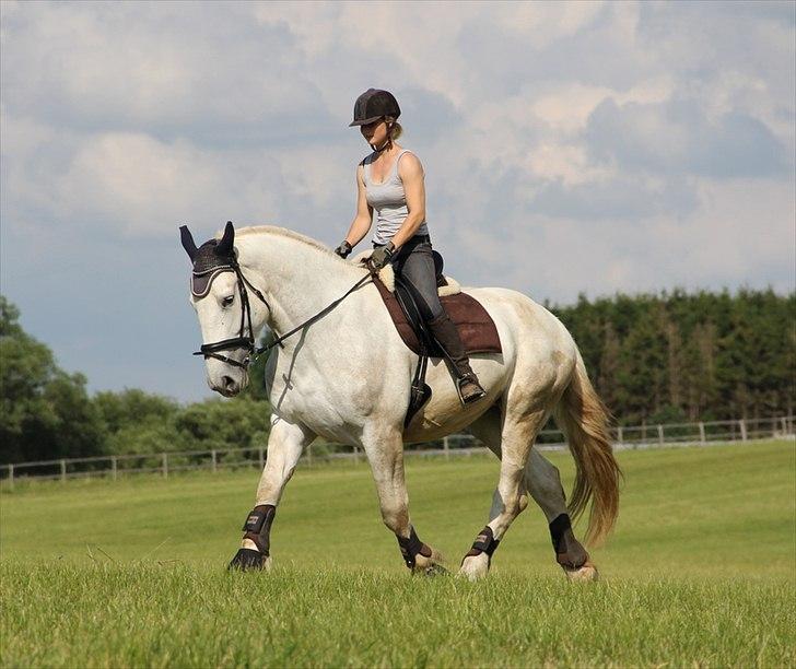 Anti-tunge koldblodsheste:D billede 34