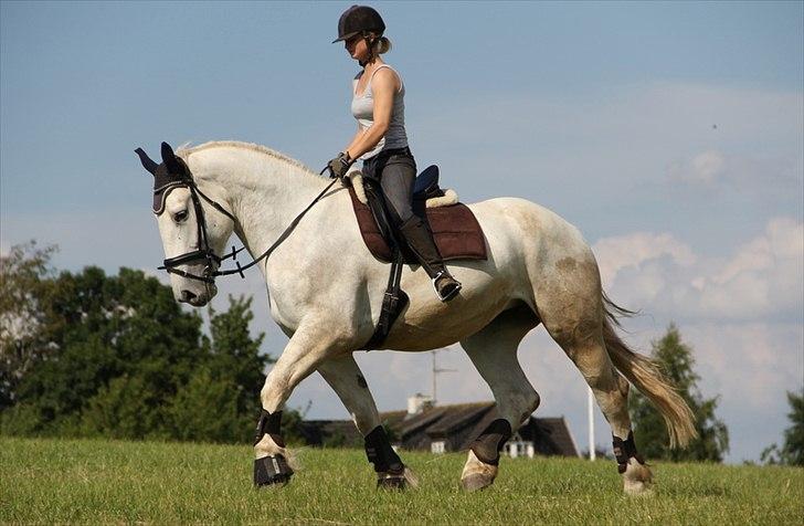 Anti-tunge koldblodsheste:D billede 35