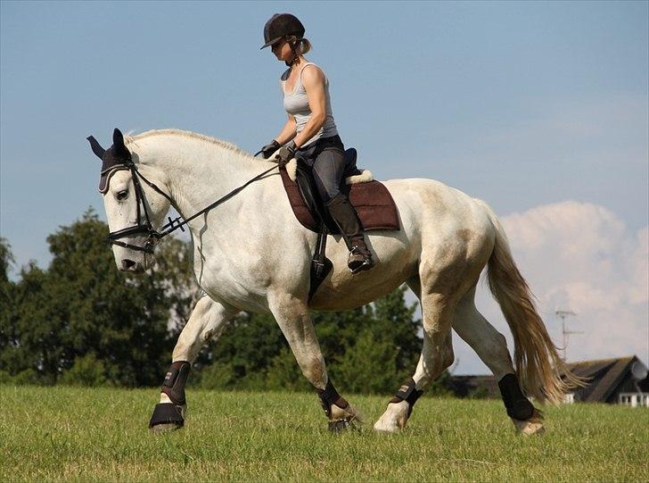 Anti-tunge koldblodsheste:D billede 36