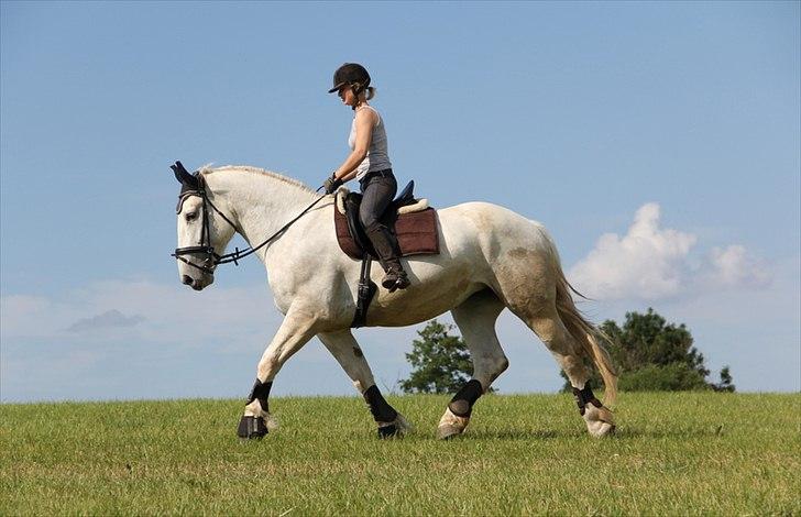 Anti-tunge koldblodsheste:D billede 37