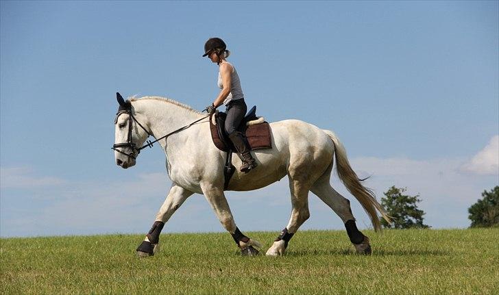 Anti-tunge koldblodsheste:D billede 38