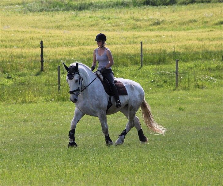 Anti-tunge koldblodsheste:D billede 39