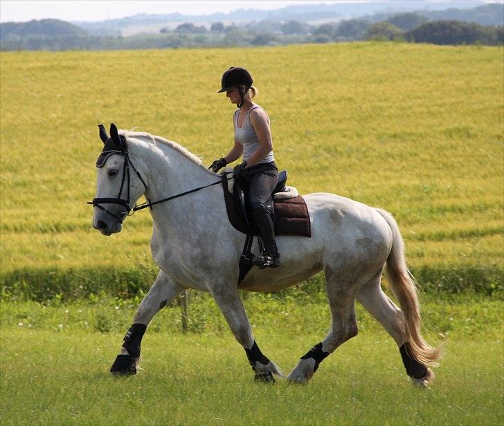 Anti-tunge koldblodsheste:D billede 40