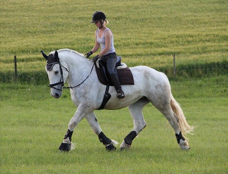 Anti-tunge koldblodsheste:D billede 41