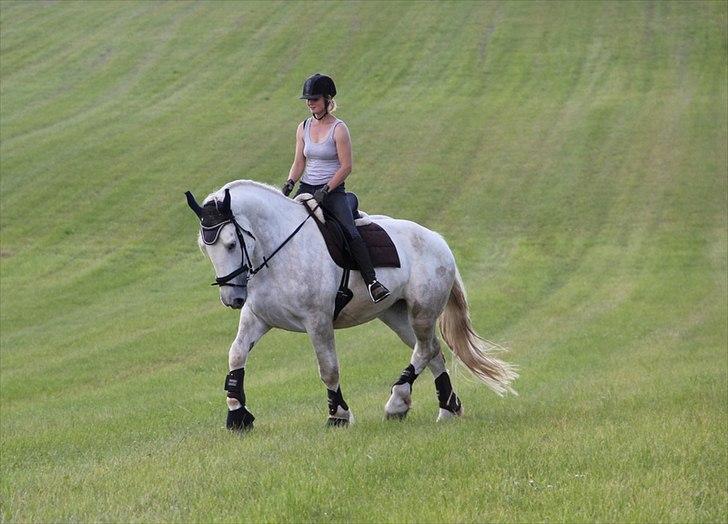 Anti-tunge koldblodsheste:D billede 42