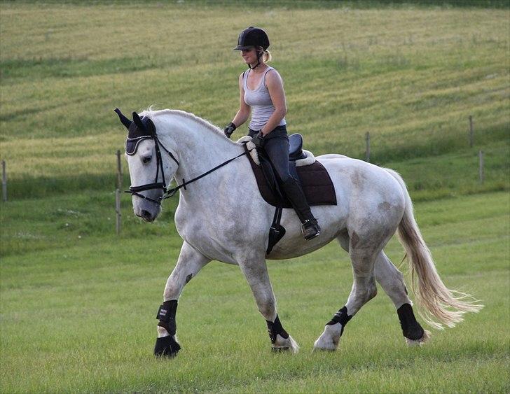 Anti-tunge koldblodsheste:D billede 43